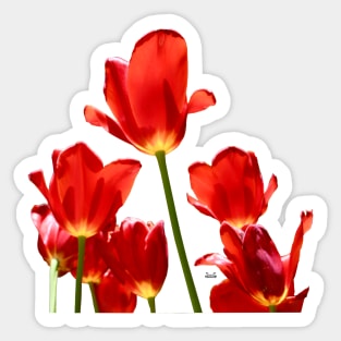 Tulips Sticker